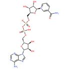 Nicotinamide adenine dinucleotide（NAD+）