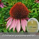 Echinaces purpurea extract