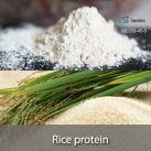 Rice protein