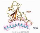 2019-nCoV Spike Protein (RBD， Fc Tag)