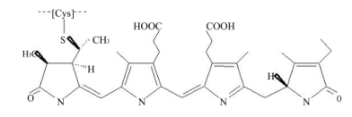 Phycoerythrin（R-PE）molecular structure